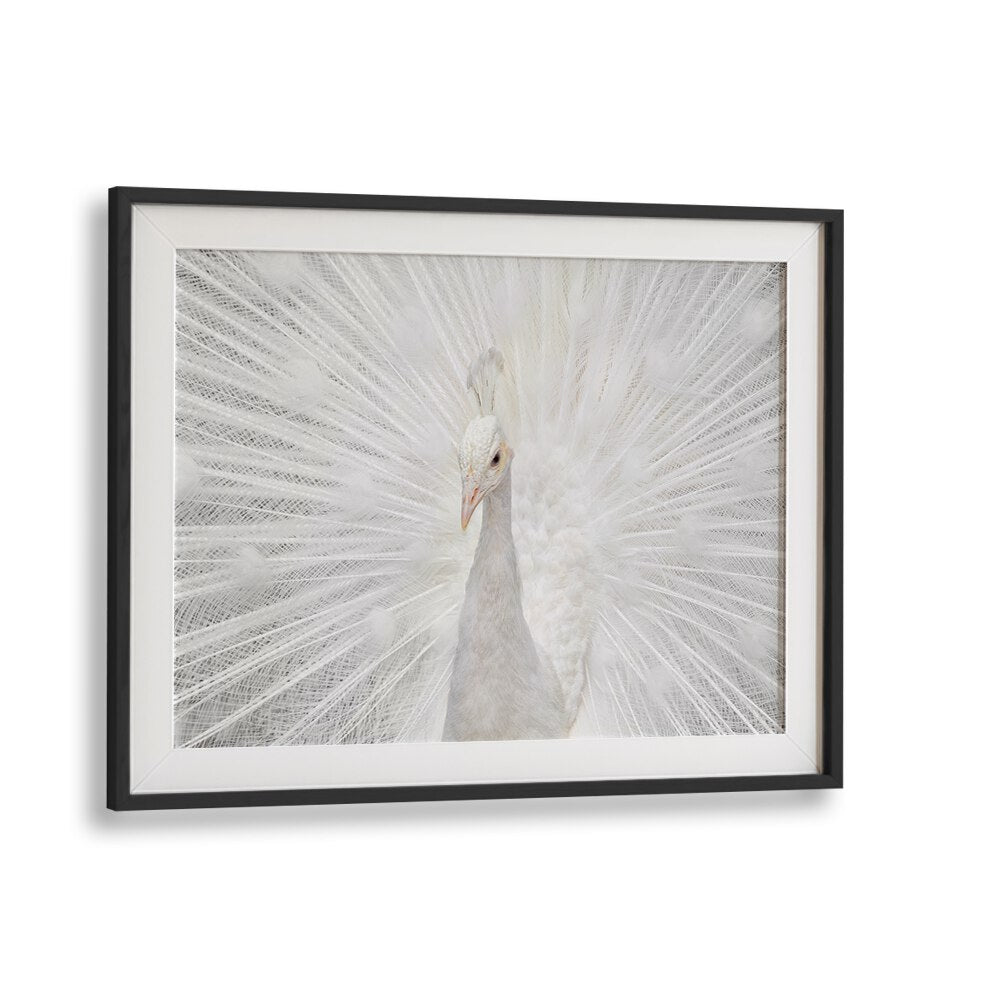 Stunning SPLENDID WHITE, PHOTOGRAPHY PRINTS featuring a magnificent white peacock displaying its elegant plumage.