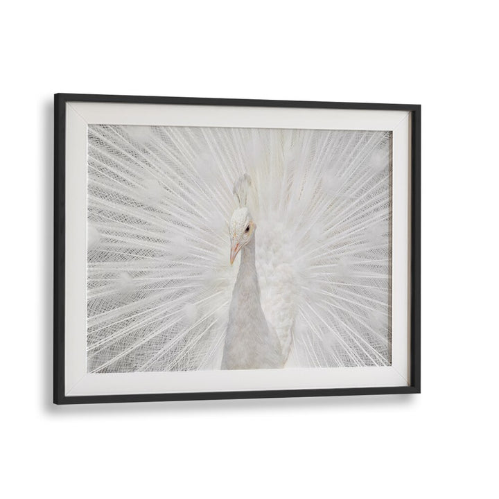 Stunning SPLENDID WHITE, PHOTOGRAPHY PRINTS featuring a magnificent white peacock displaying its elegant plumage.