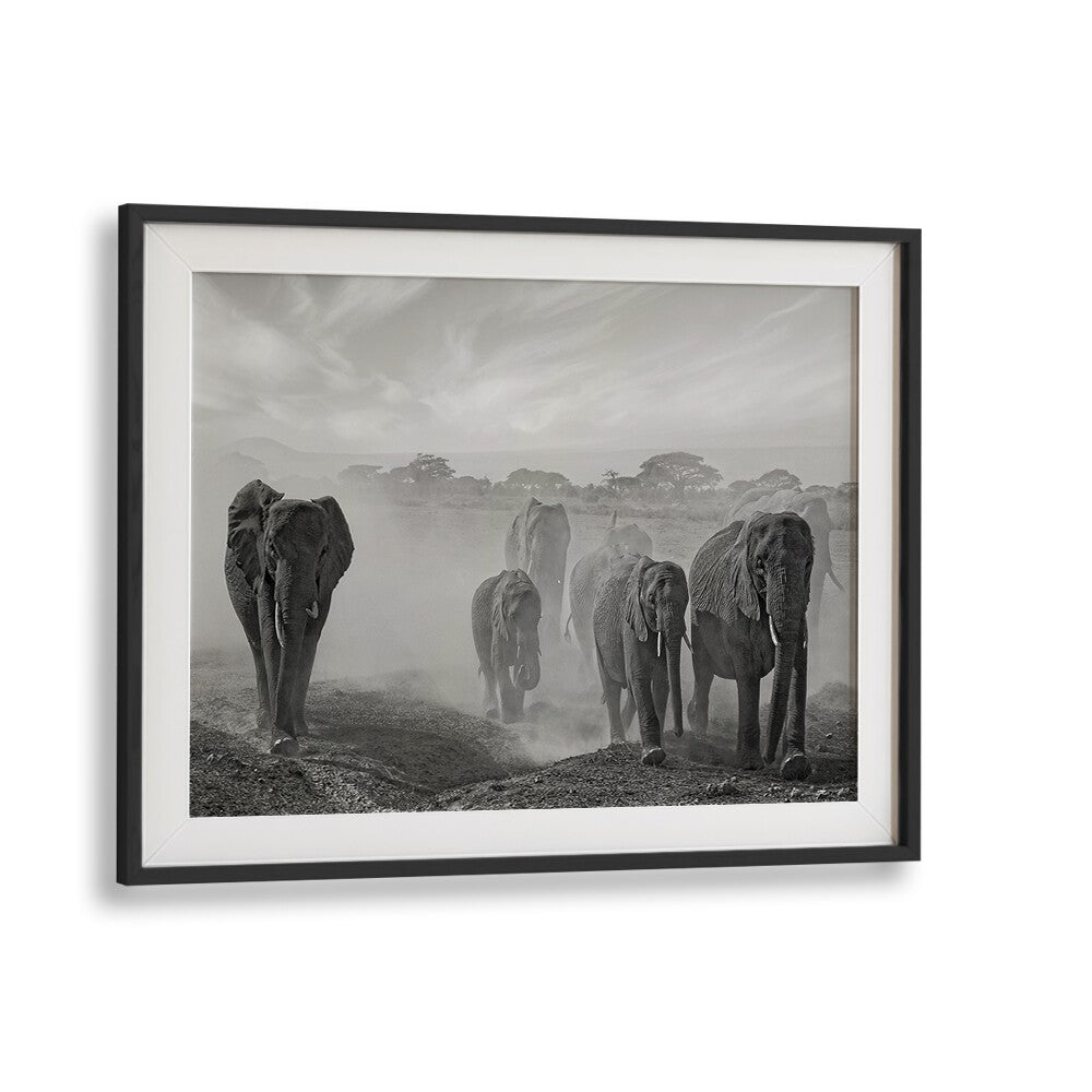 Stunning black-and-white elephants embody the essence of nature in SEQUENCE OF EMOTION, PHOTOGRAPHY PRINTS.