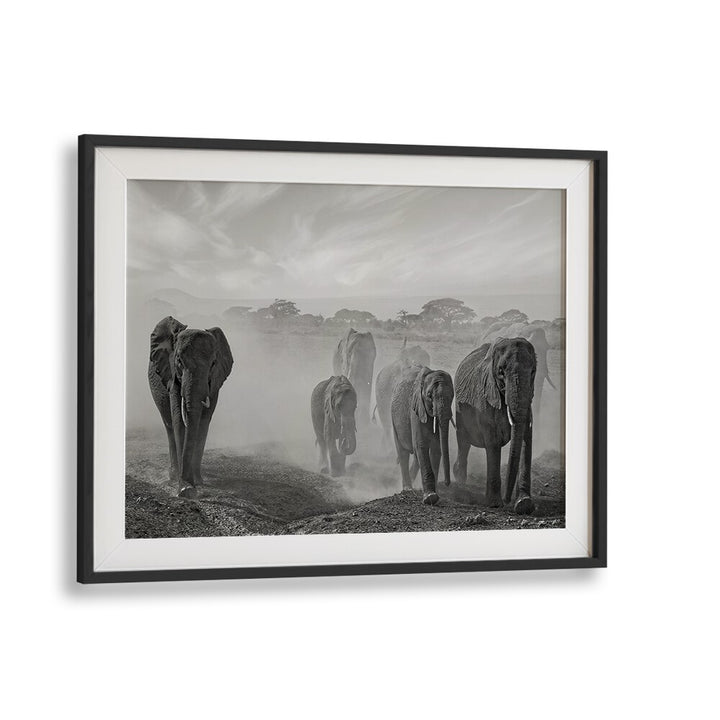 Stunning black-and-white elephants embody the essence of nature in SEQUENCE OF EMOTION, PHOTOGRAPHY PRINTS.