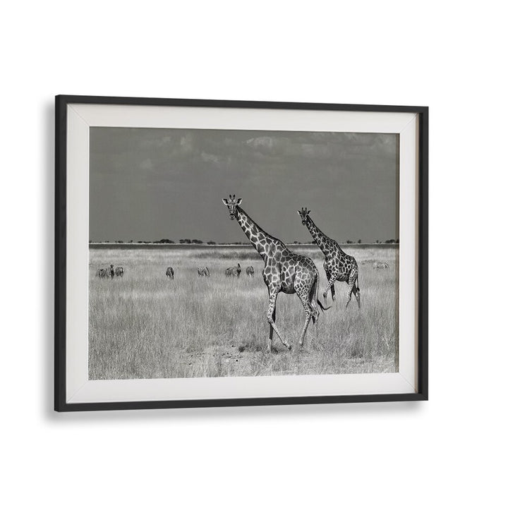 Giraffes roam freely in the wild, capturing the essence of TOURISTS SPEND, PHOTOGRAPHY PRINTS beautifully.