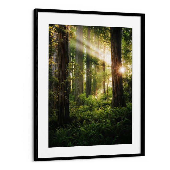 FAIRY FOREST , LANDSCAPE PHOTO PRINTS , LANDSCAPE PHOTOGRAPHY