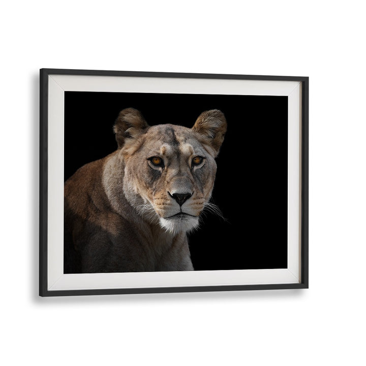 Stunning lioness portrait showcasing wildlife beauty, perfect for photography prints to elevate your decor.