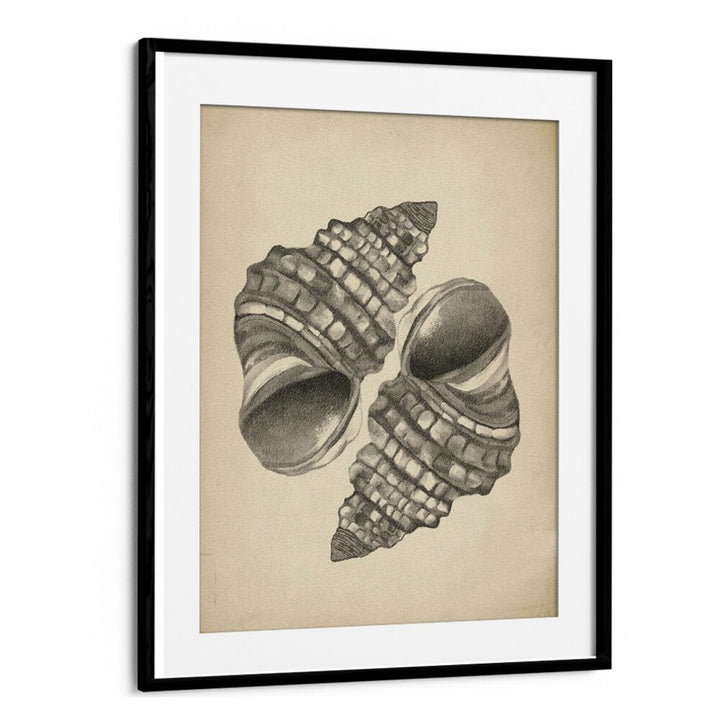 Elegant SEASHELLS II, BEACH PAINTINGS showcasing intricate seashell designs, perfect for coastal-inspired decor.