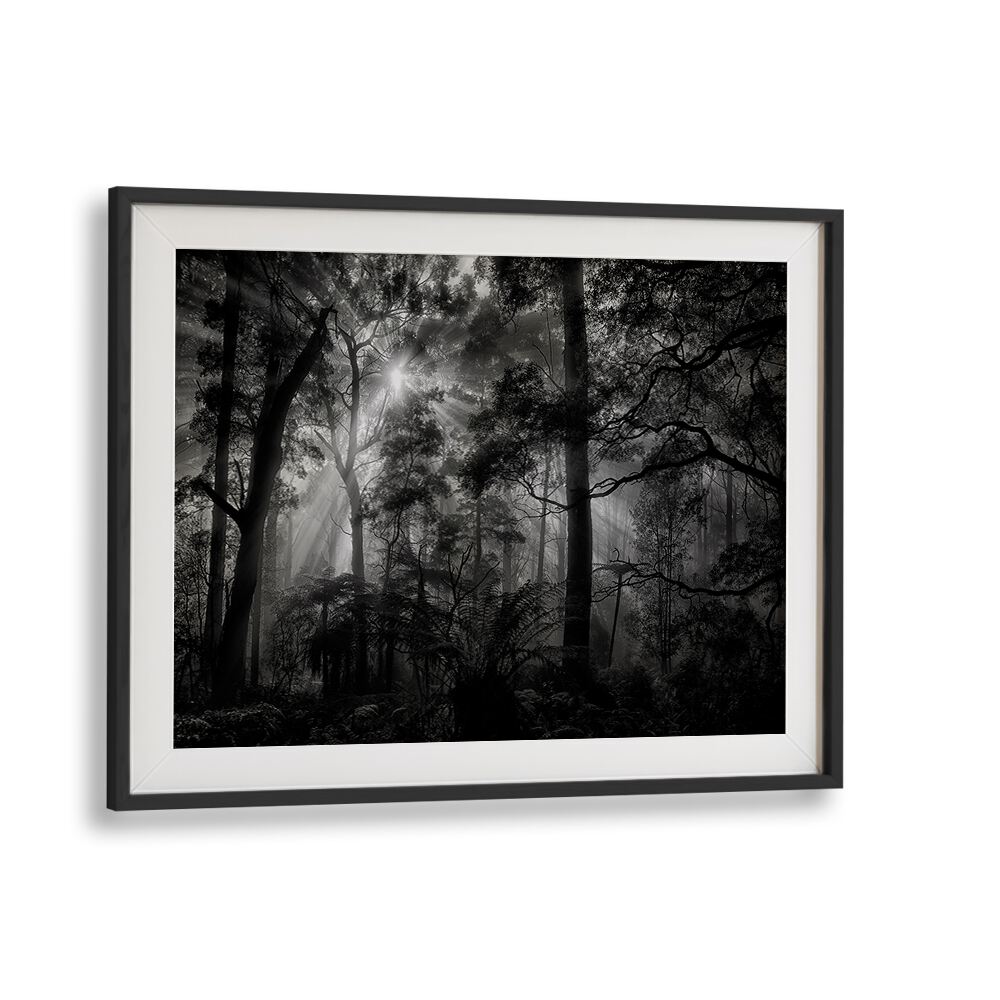 Captivating PRIMARY FOREST, PHOTOGRAPHY PRINTS showcasing serene nature and stunning landscapes for your home decor.