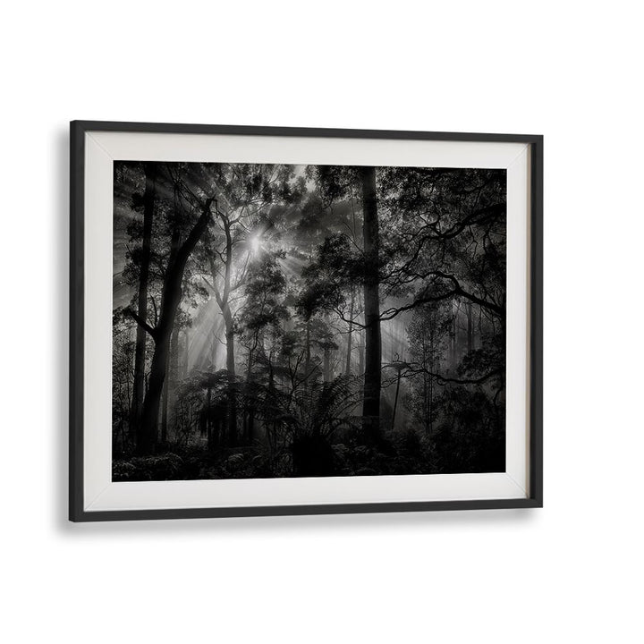 Captivating PRIMARY FOREST, PHOTOGRAPHY PRINTS showcasing serene nature and stunning landscapes for your home decor.