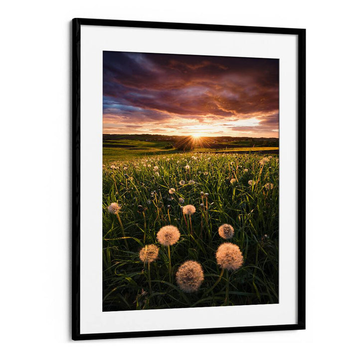 POPPY WORLD BY STEFAN HEFELE , LANDSCAPE PHOTO PRINTS