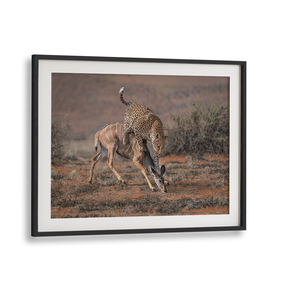 Leopard hunting scene captured in stunning detail, perfect for wildlife enthusiasts. Explore our photography prints.
