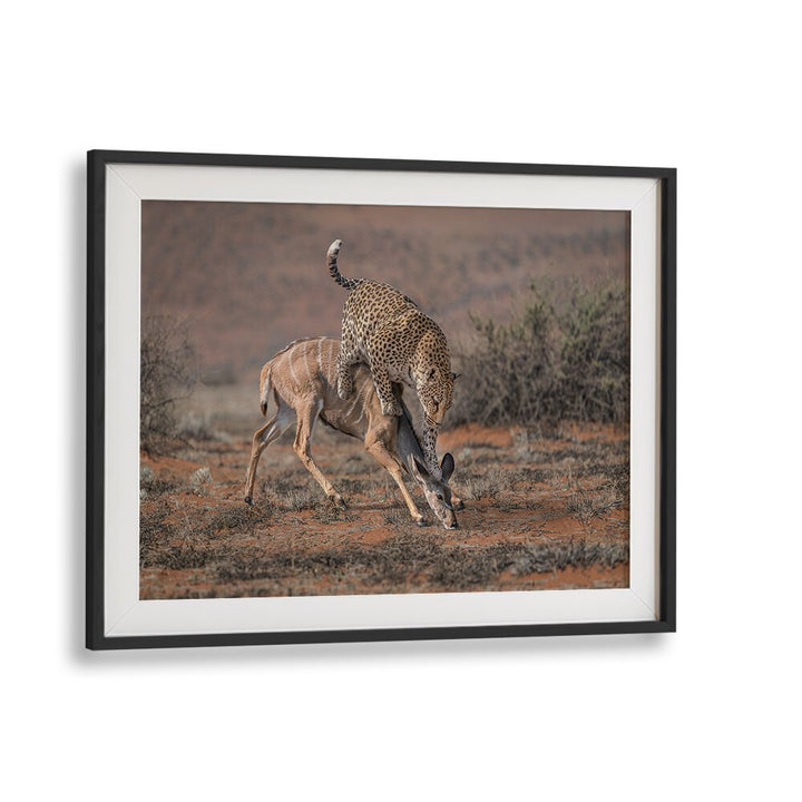 Leopard hunting scene captured in stunning detail, perfect for wildlife enthusiasts. Explore our photography prints.
