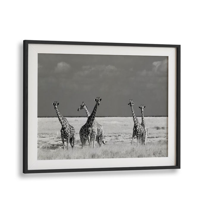 Giraffes in black and white showcase the essence of LOOK GIRL STRANGE ANIMALS, PHOTOGRAPHY PRINTS collection.
