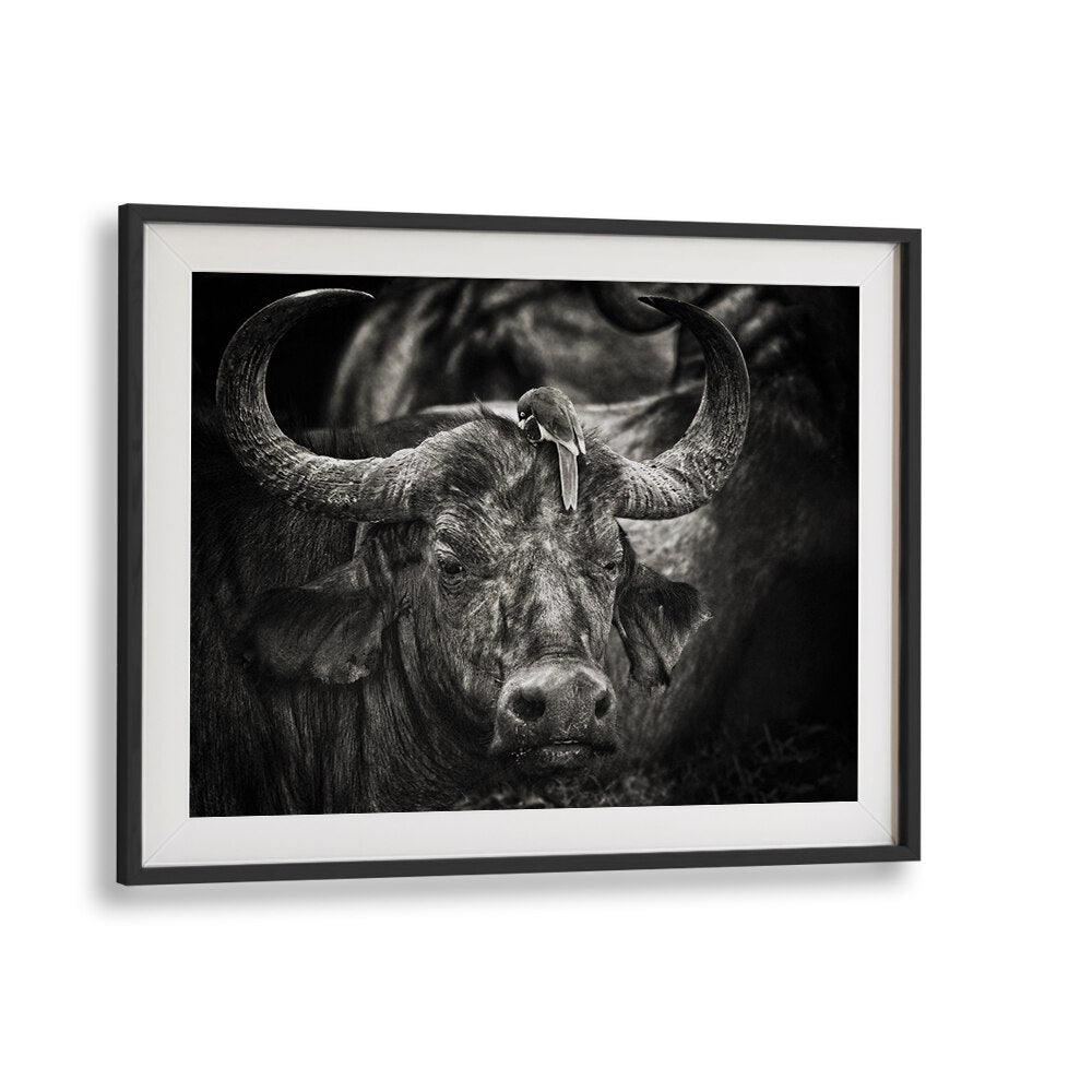 Stunning RED-BILLED OXPECKER perched on a buffalo, perfect for your collection of PHOTOGRAPHY PRINTS.