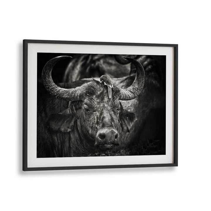 Stunning RED-BILLED OXPECKER perched on a buffalo, perfect for your collection of PHOTOGRAPHY PRINTS.