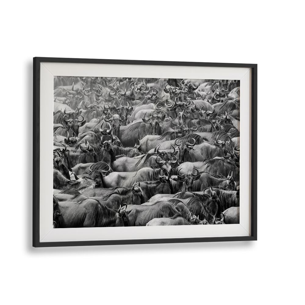 Stunning WILDBEEST , PHOTOGRAPHY PRINTS showcasing a dynamic herd, perfect for nature and art enthusiasts.