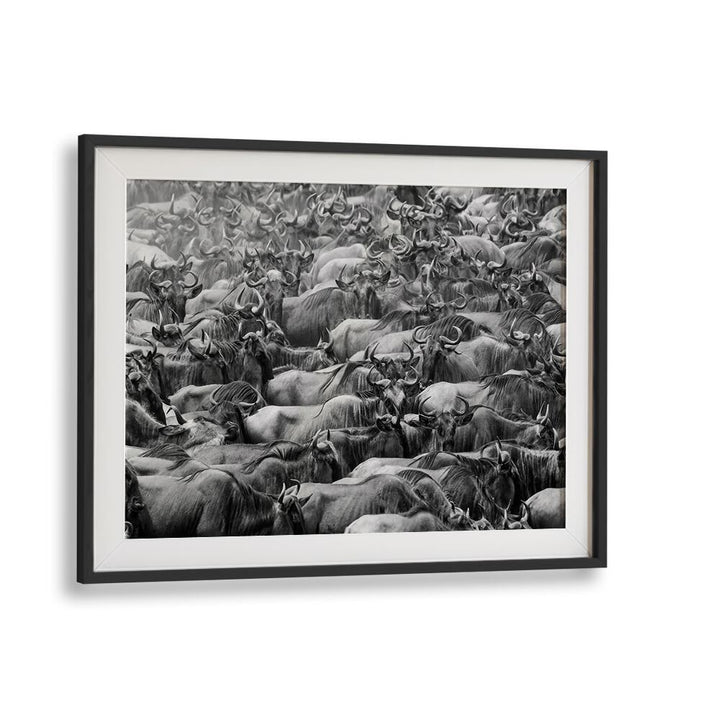 Stunning WILDBEEST , PHOTOGRAPHY PRINTS showcasing a dynamic herd, perfect for nature and art enthusiasts.