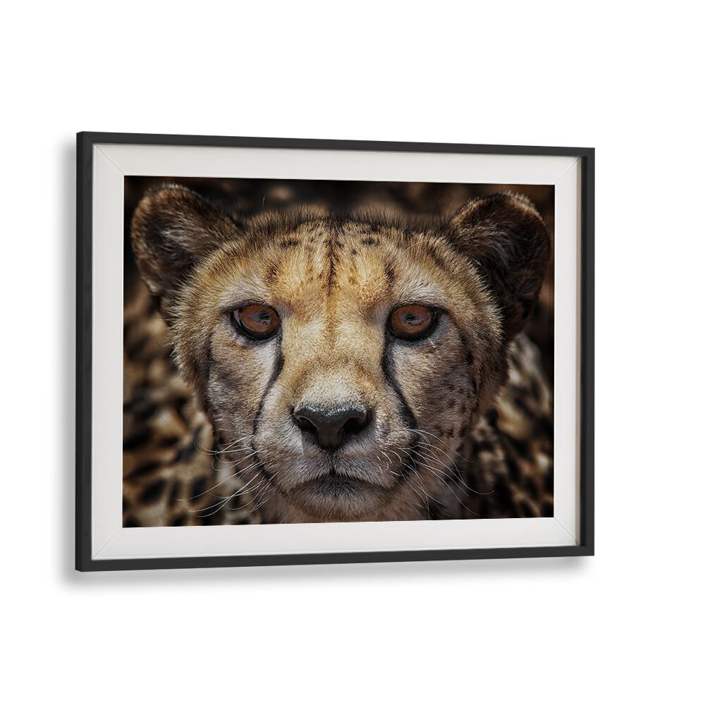 Stunning cheetah close-up from YOU KNOW WHAT, PHOTOGRAPHY PRINTS, showcasing the beauty of wildlife art.