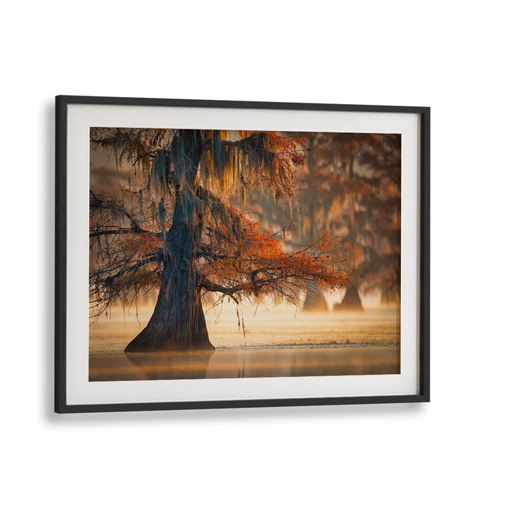 A CYPRESS IN FALL WATER BY MICHAEL ZHENG , LANDSCAPE PHOTO PRINTS