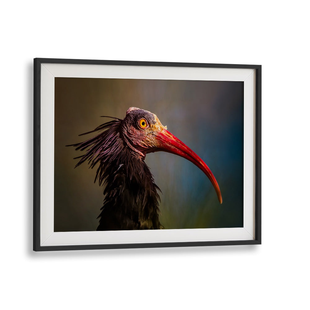 SPLENDOROUS BEAUTY  , PHOTOGRAPHY PRINTS