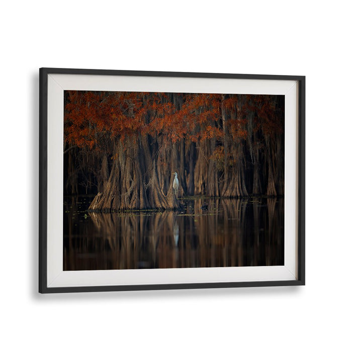 Serene cypress trees reflect in calm waters, perfect for your home with TRANQUIL LAKE, PHOTOGRAPHY PRINTS.