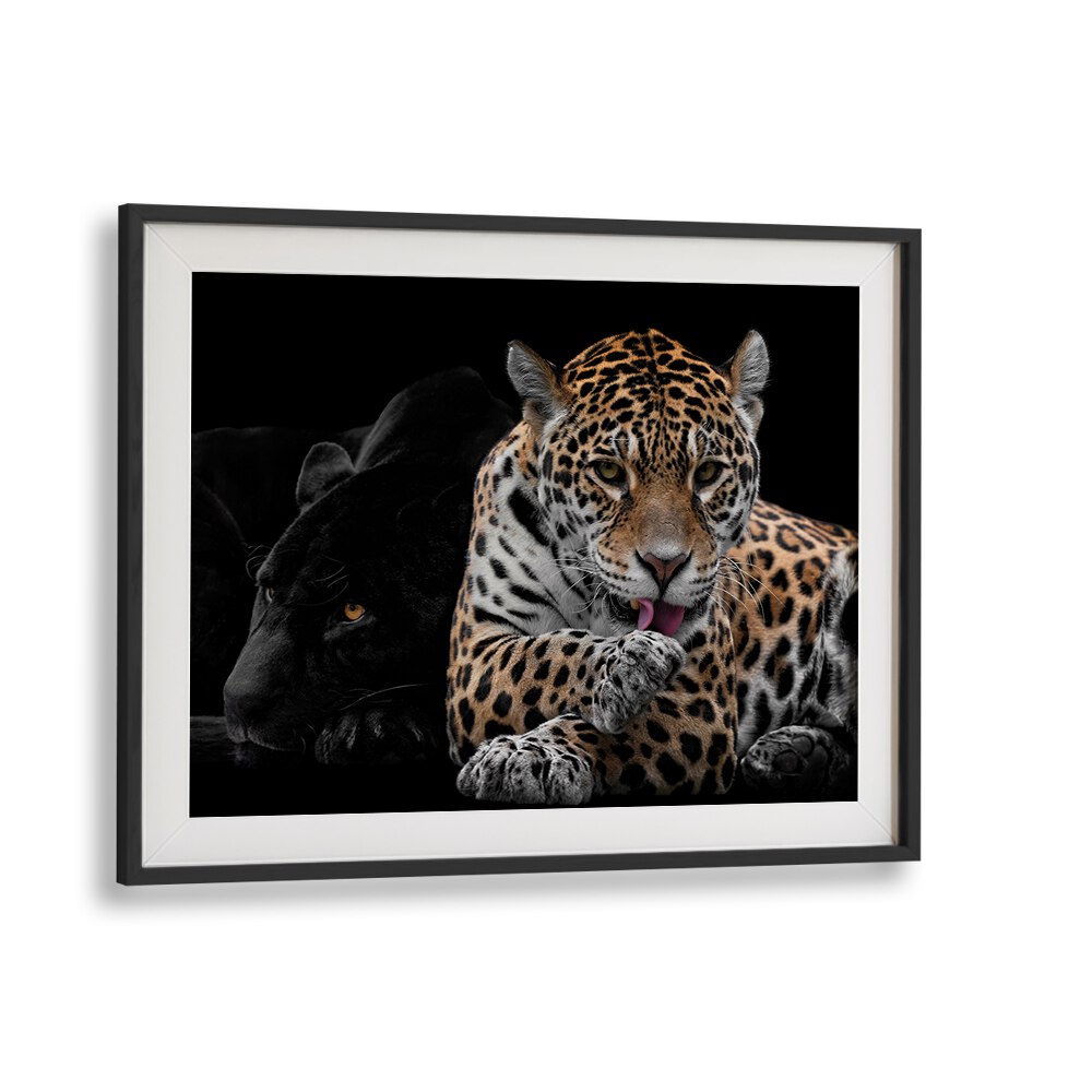 Stunning MR AND MRS JAGUAR, PHOTOGRAPHY PRINTS showcasing the elegance of these magnificent creatures. Perfect for wildlife lovers.