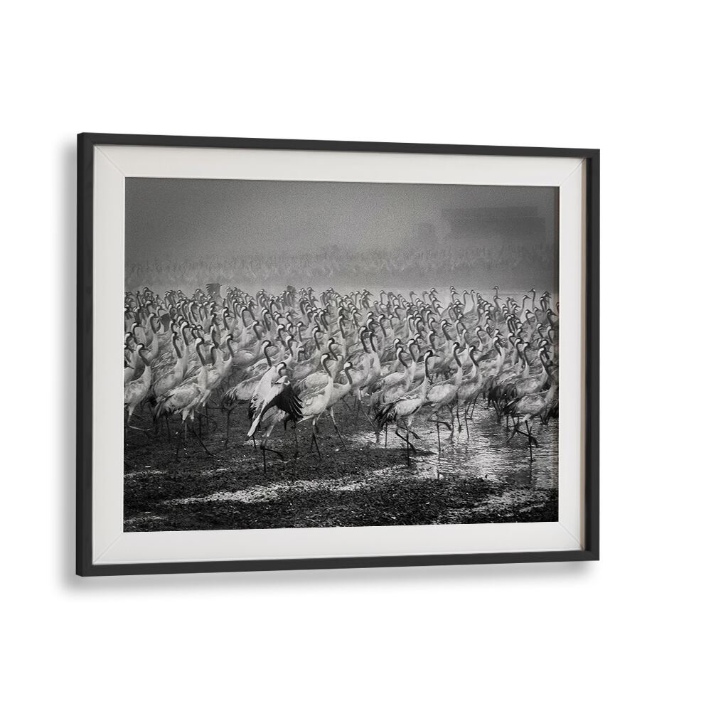 Elegant black and white BIRD CITY, PHOTOGRAPHY PRINTS showcasing a mesmerizing flock of cranes in motion.