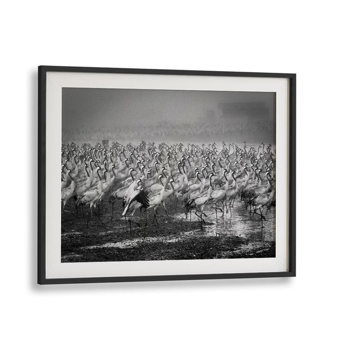 Elegant black and white BIRD CITY, PHOTOGRAPHY PRINTS showcasing a mesmerizing flock of cranes in motion.