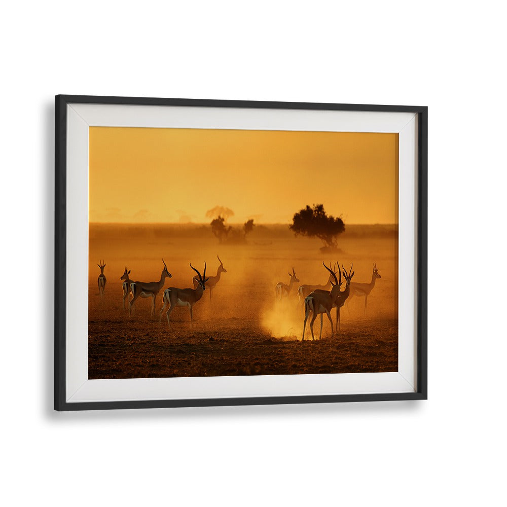 Stunning SENTINELS, PHOTOGRAPHY PRINTS featuring graceful wildlife in a serene, golden landscape. Perfect for nature lovers.