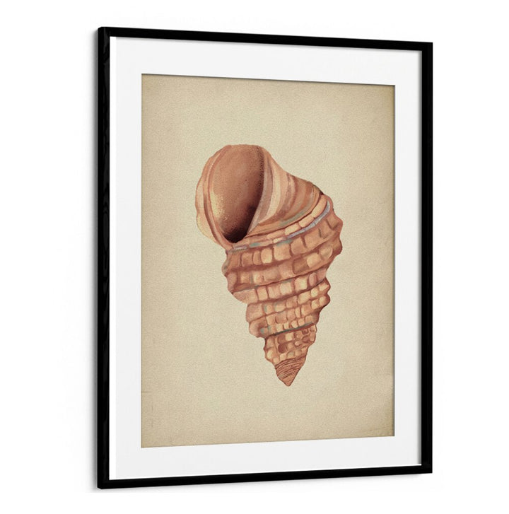 Beautiful PINK SEASHELLS, BEACH PAINTINGS showcasing nature's elegance, perfect for coastal-themed decor.