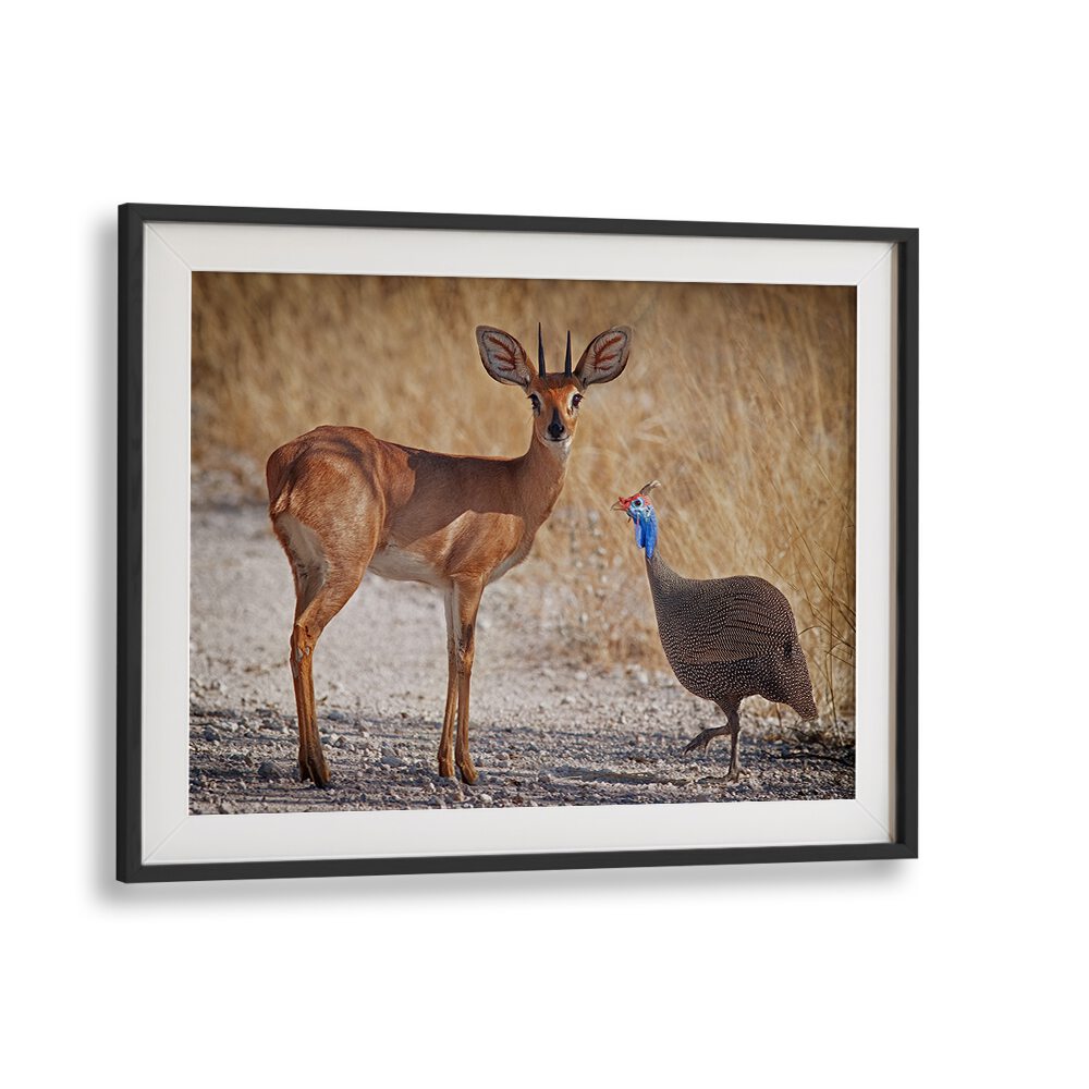 Wildlife scene featuring a graceful antelope and a vibrant bird, part of MY BEST FRIEND, PHOTOGRAPHY PRINTS collection.
