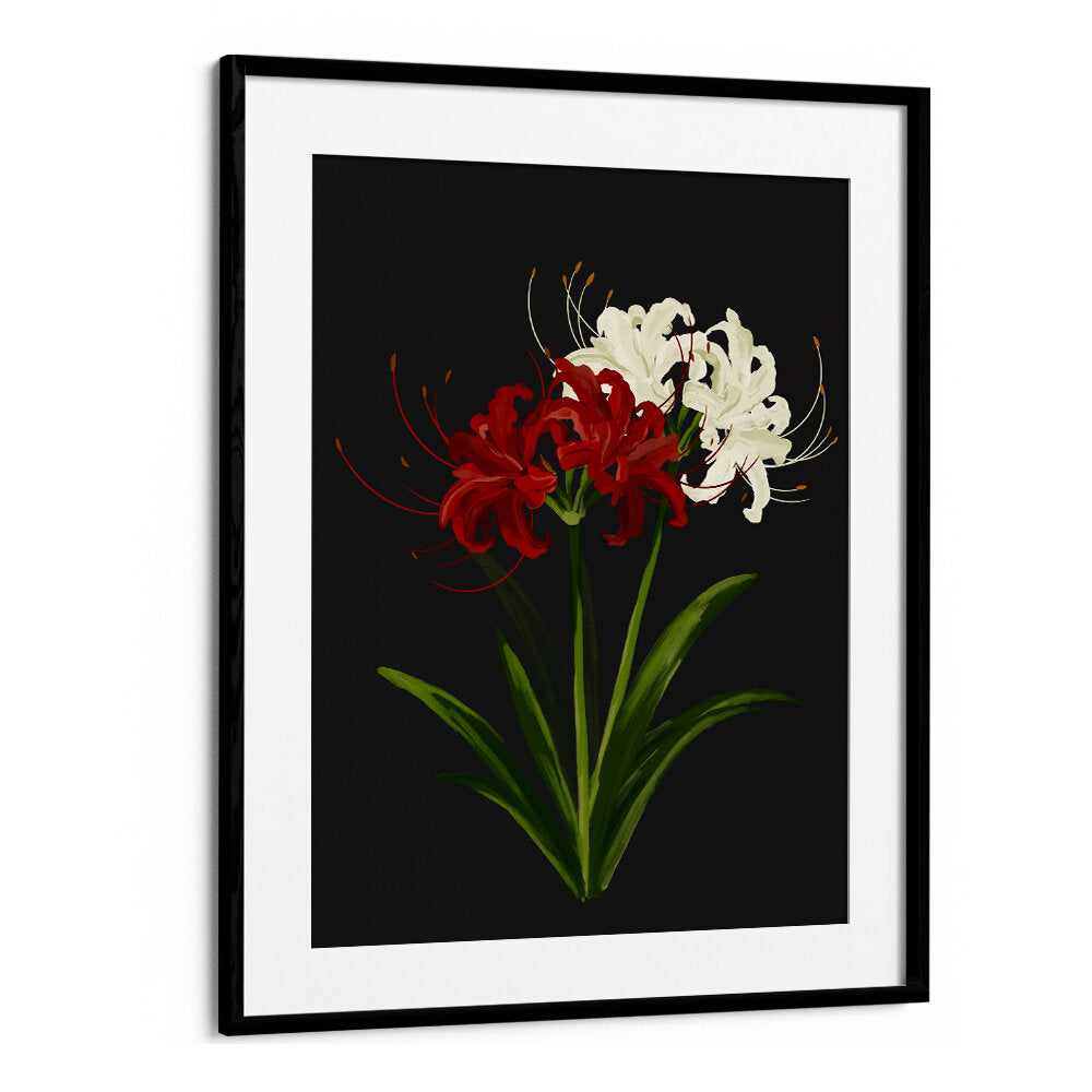 RED WHITE SPIDER LILIES