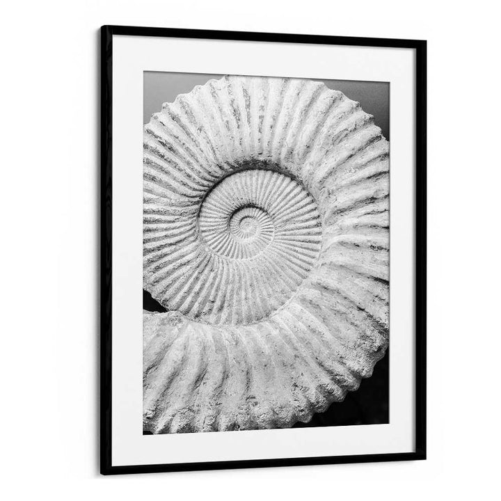 Blackmount framed black-and-white fossil spiral print titled ANCIENT SPIRAL DREAMS , BEACH PAINTINGS