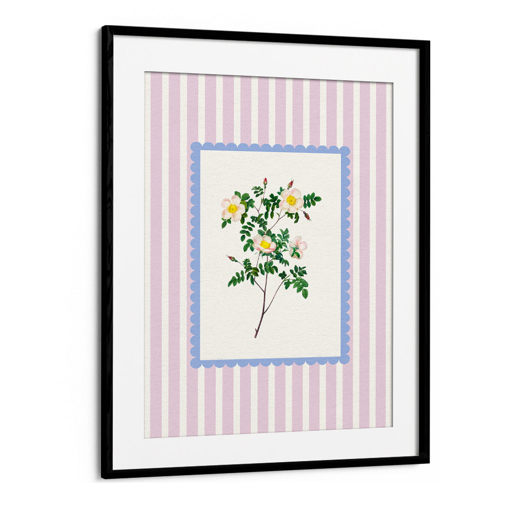 BLUSH WILD ROSE STUDY