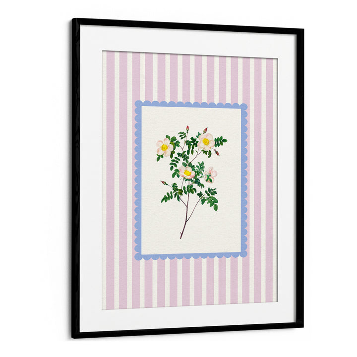 BLUSH WILD ROSE STUDY