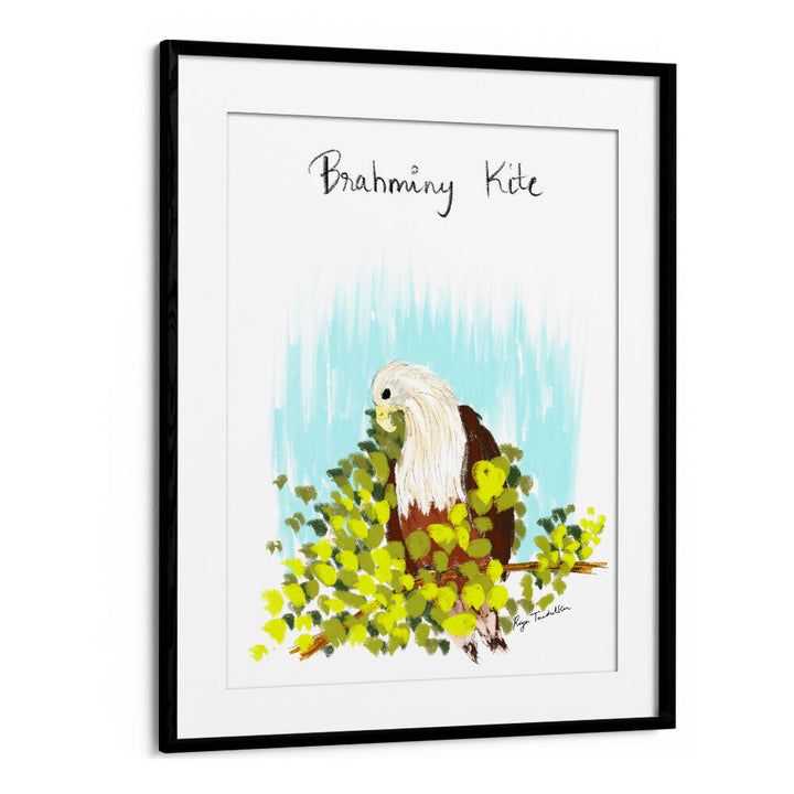 BRAHMINI KITE