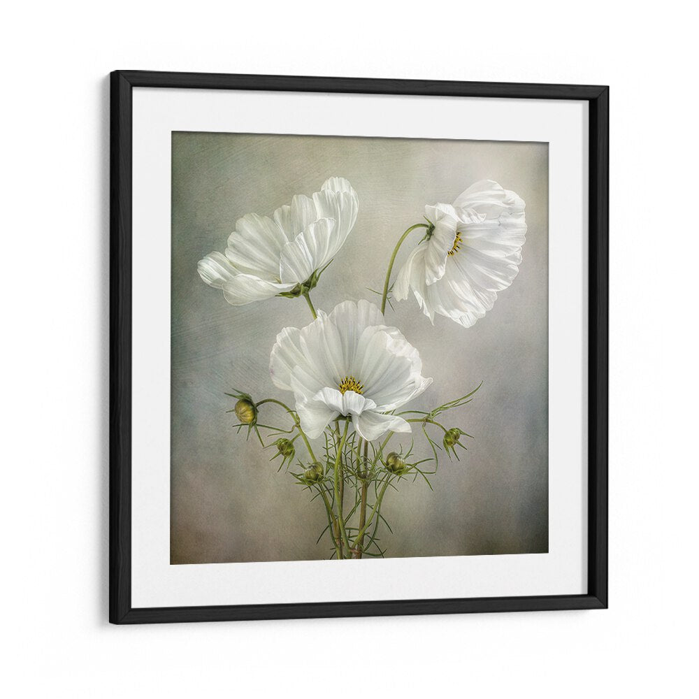 Elegant COSMOS CHARM, FLORAL FLOWER PAINTINGS showcase delicate white flowers, perfect for enhancing any decor.