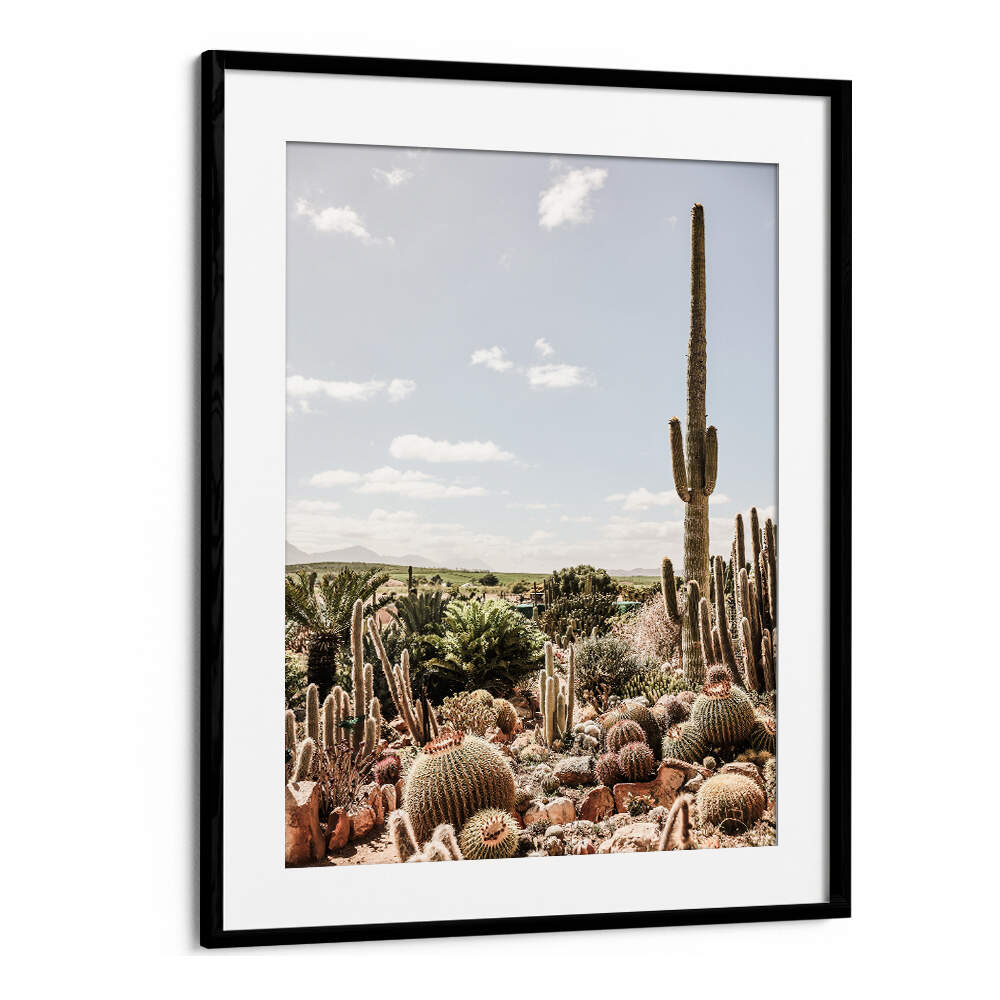 BlackMount framed print DESERT SYMPHONY , COWBOY — sunlit cactus landscape with tall saguaro and barrel cacti
