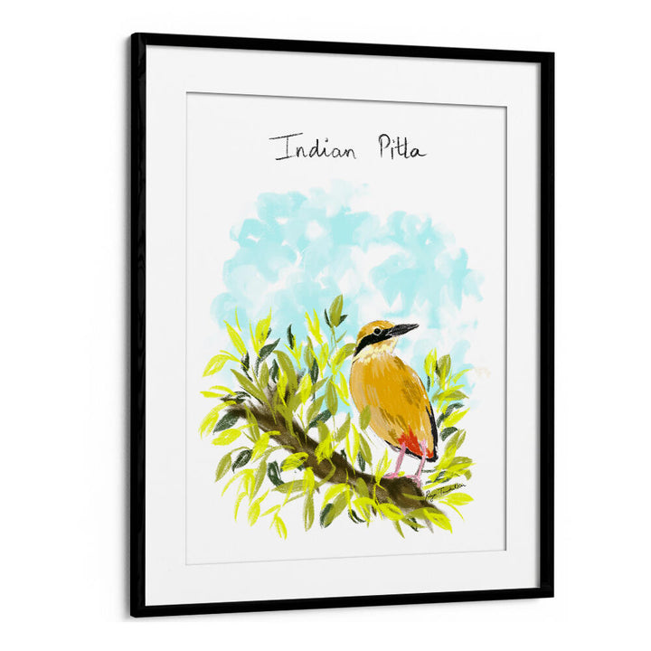 INDIAN PITTA
