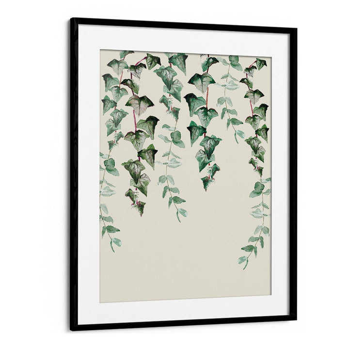 IVY Y EUCALYPTUS