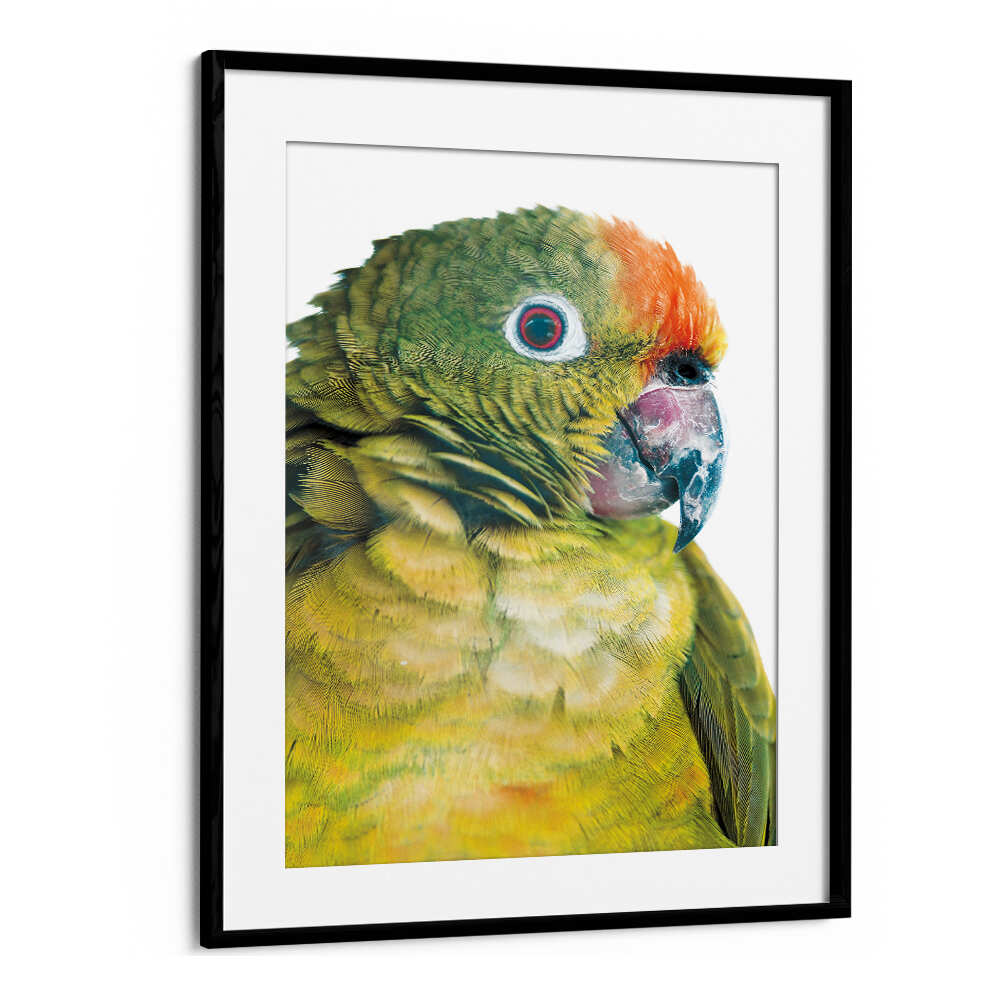 BLACKMOUNT PARROT GLANCE , ANIMAL PAINTINGS framed close-up of green and orange parrot portrait