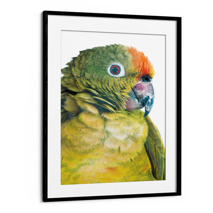 BLACKMOUNT PARROT GLANCE , ANIMAL PAINTINGS framed close-up of green and orange parrot portrait