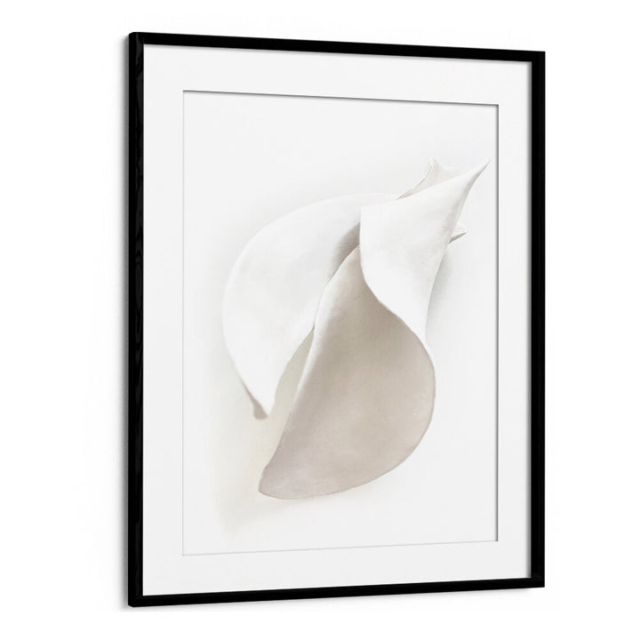 PETAL'S SILENCE , ORGANIC FORMS