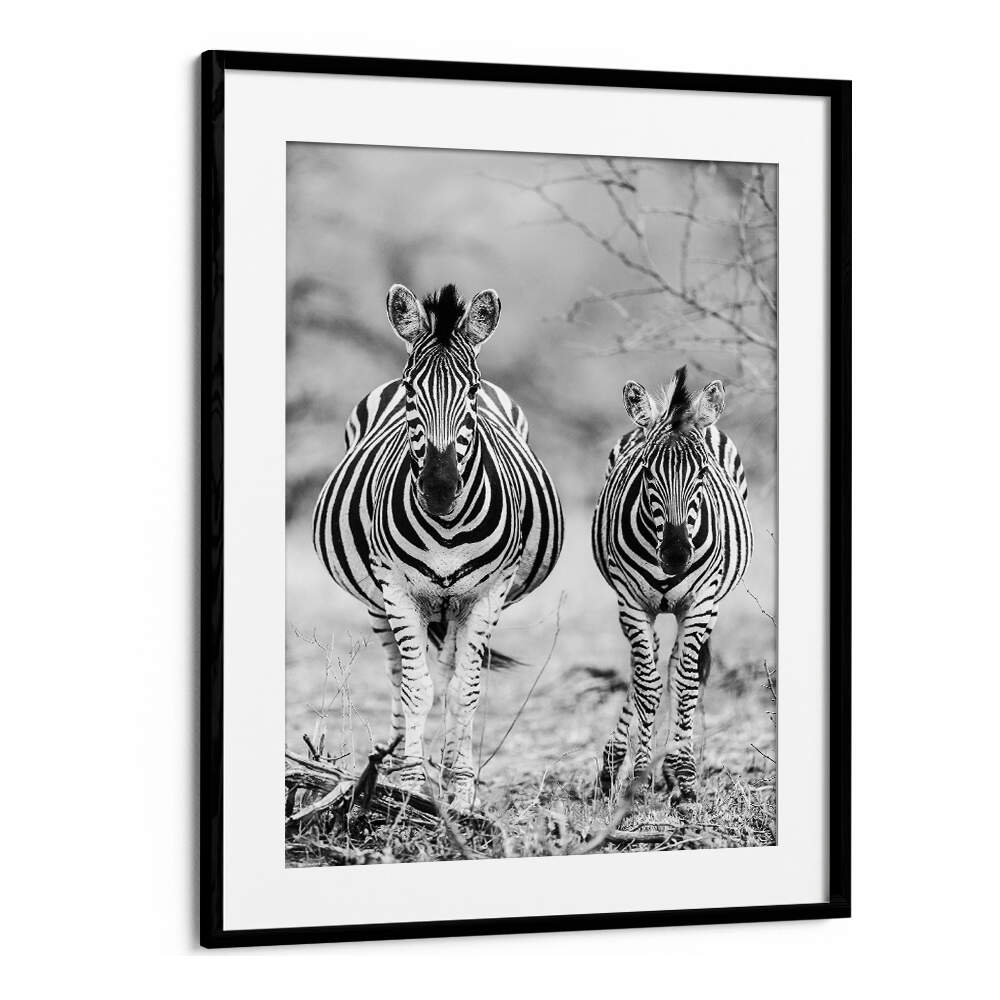 STRIPED HORSE , ANIMAL PAINTINGS Blackmount framed black-and-white zebras side by side