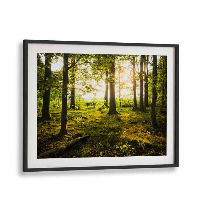 SUMMER IN THE WOODS BY STEFAN HEFELE , LANDSCAPE PHOTO PRINTS