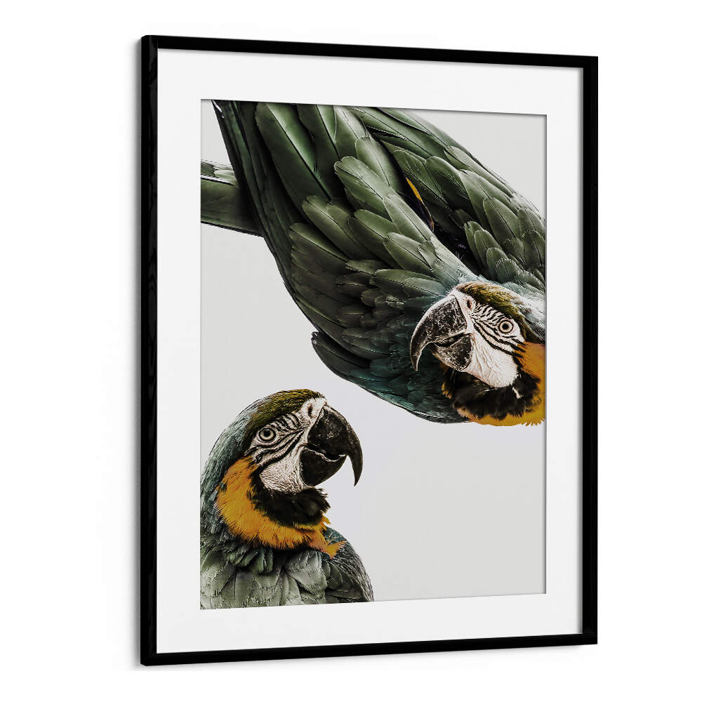 Framed VIBRANT PARROT DUO , ANIMAL PAINTINGS showing two green-and-yellow macaws in Blackmount wall art