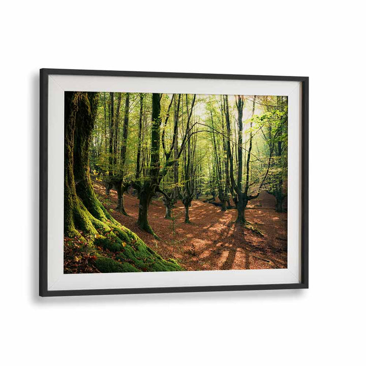 FOREST LOVE , LANDSCAPE PHOTO PRINTS
