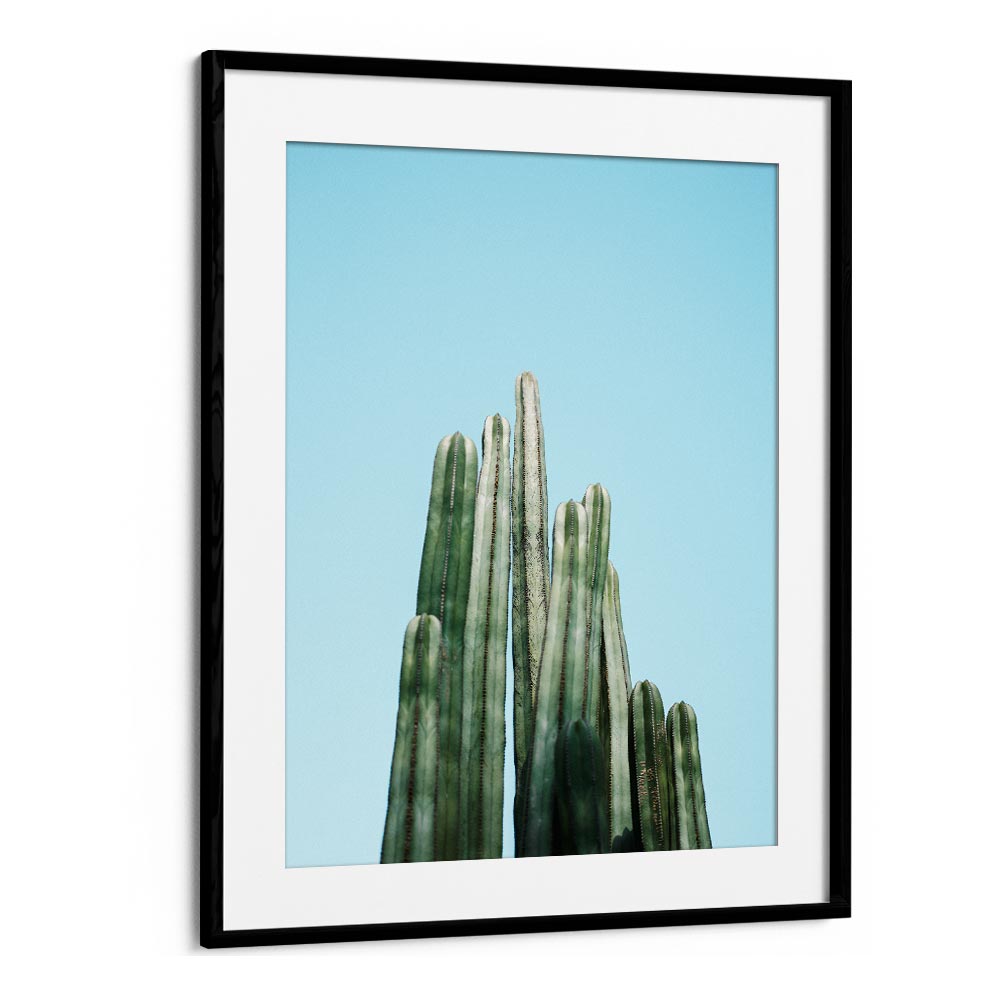 CACTI BY RAISA ZWART , LANDSCAPE PHOTO PRINTS