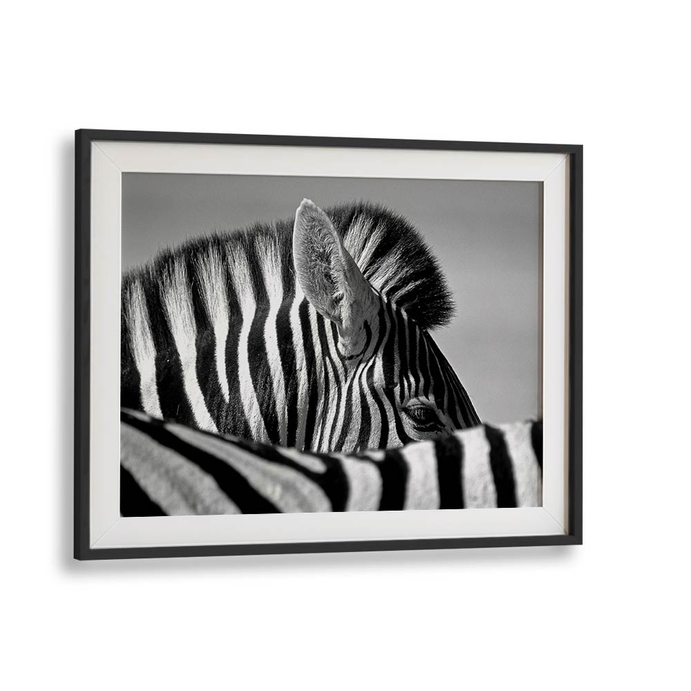 CURIOUS ZEBRA BY MARC PELISSIER , LANDSCAPE PHOTO PRINTS