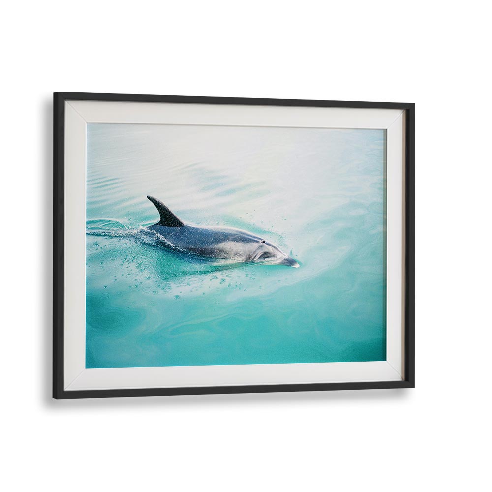 DOLPHIN N.Z. NORTHERN , LANDSCAPE PHOTO PRINTS , LANDSCAPE PHOTOGRAPHY