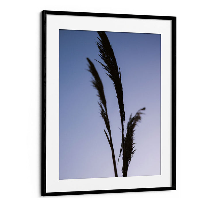 SHADES OF PURPLE , PHOTOGRAPHY PRINTS