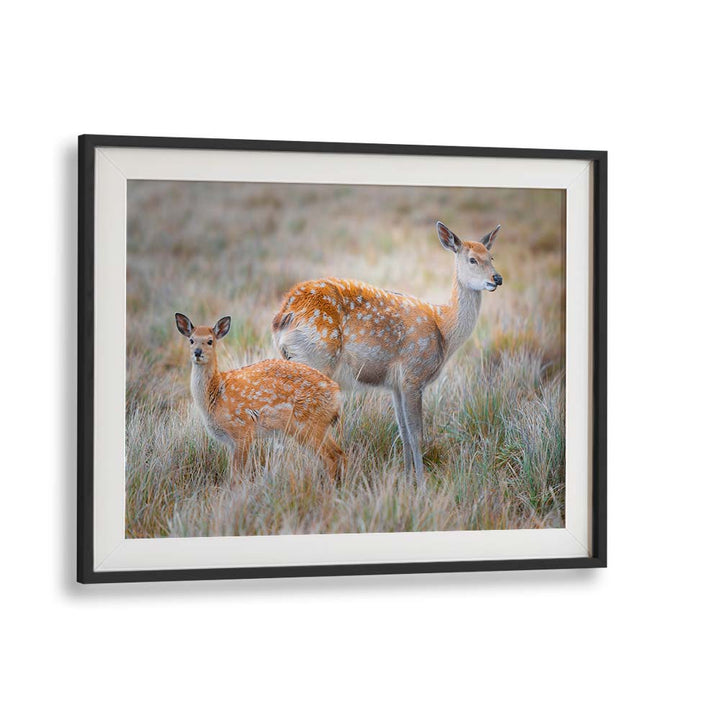 SIKA DEER BY SIMOON , LANDSCAPE PHOTO PRINTS