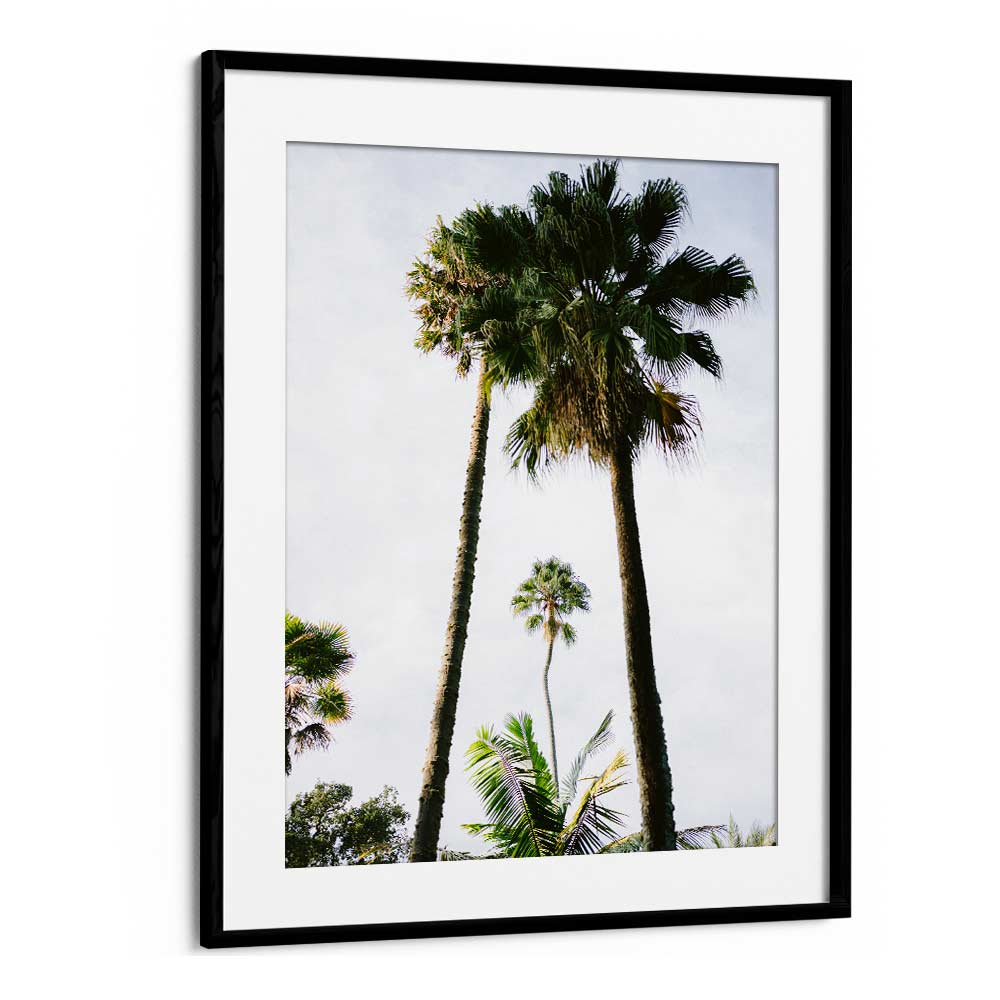 FIND ME UNDER THE PALM TREE , PHOTOGRAPHY PRINTS